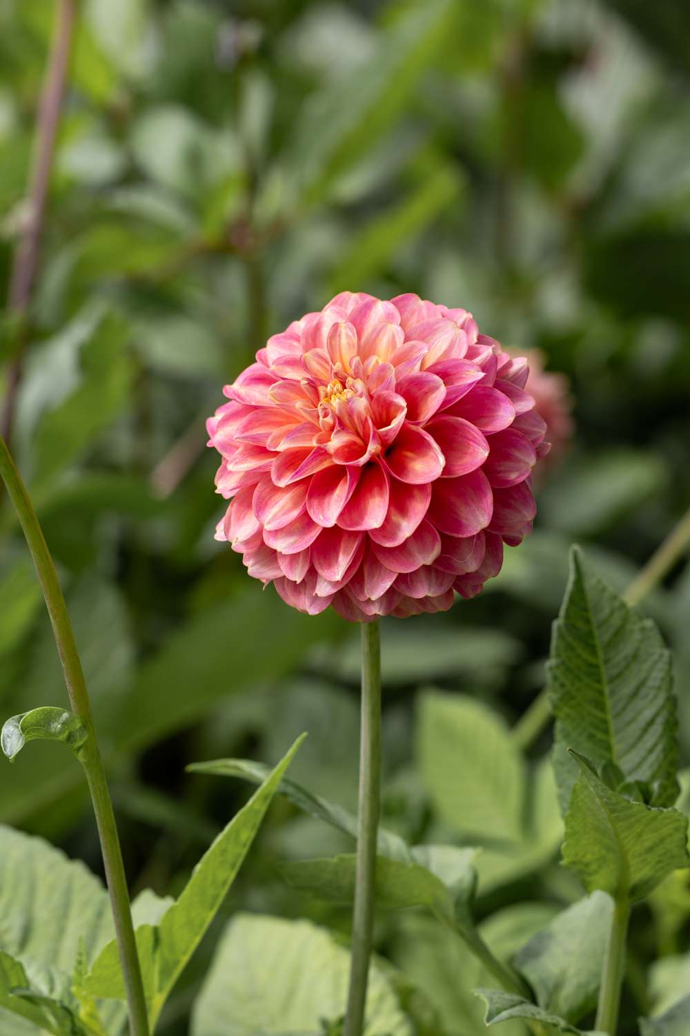 Dahlia 'Milena Fleur'